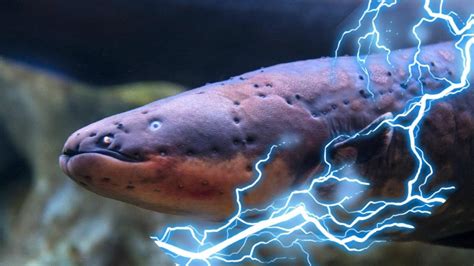 electric eels underwater